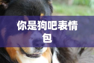 你是狗吧表情包  第1张
