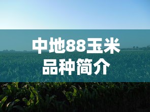 中地88玉米品种简介  第1张