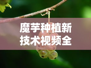 魔芋种植新技术视频全过程  第1张