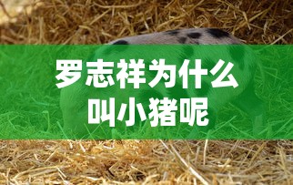 罗志祥为什么叫小猪呢  第1张