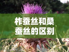 柞蚕丝和桑蚕丝的区别哪个更好  第1张