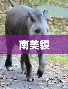 南美貘  第1张