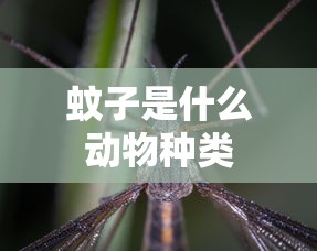蚊子是什么动物种类  第1张