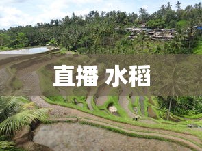 直播 水稻  第1张