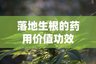 落地生根的药用价值功效  第1张