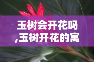 玉树会开花吗,玉树开花的寓意是什么  第1张