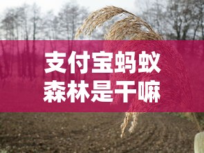 支付宝蚂蚁森林是干嘛的  第1张
