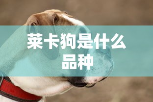 莱卡狗是什么品种  第1张