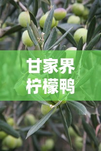 bobo播放器下载污  第1张