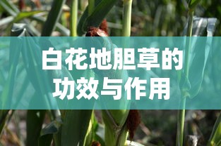 白花地胆草的功效与作用  第1张