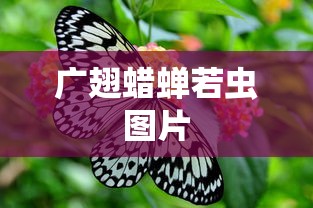 广翅蜡蝉若虫图片  第1张