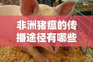 非洲猪瘟的传播途径有哪些  第1张