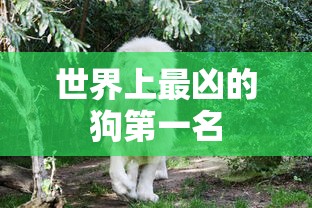 世界上最凶的狗第一名  第1张