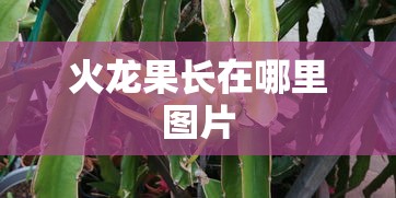 火龙果长在哪里图片  第1张