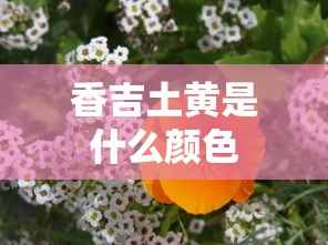 香吉土黄是什么颜色  第1张