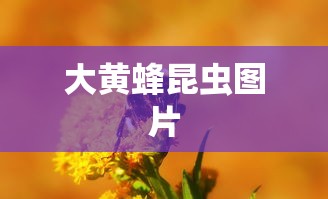 大黄蜂昆虫图片  第1张