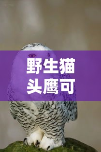 野生猫头鹰可以家养吗  第1张