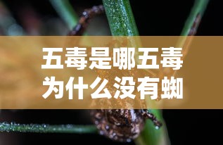 五毒是哪五毒为什么没有蜘蛛  第1张