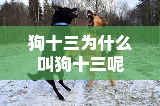 狗十三为什么叫狗十三呢  第1张