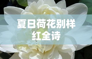 夏日荷花别样红全诗  第1张