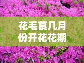 花毛茛几月份开花花期多长  第1张