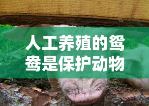 人工养殖的鸳鸯是保护动物吗  第1张