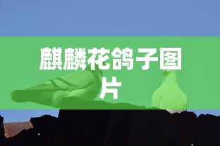 麒麟花鸽子图片  第1张