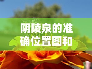 阴陵泉的准确位置图和作用功效  第1张