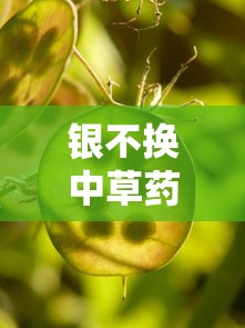 银不换中草药图片  第1张