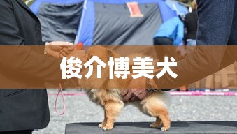 俊介博美犬  第1张