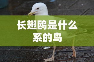 长翅鸥是什么系的鸟  第1张