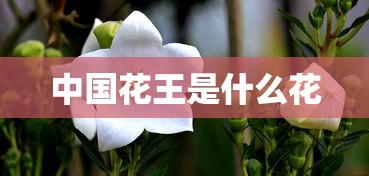 中国花王是什么花  第1张