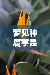 梦见种魔芋是什么意思  第1张