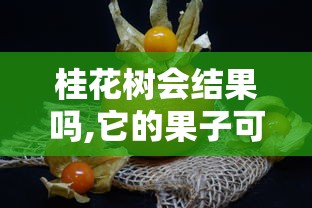 桂花树会结果吗,它的果子可以吃吗  第1张