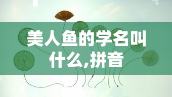 美人鱼的学名叫什么,拼音  第1张