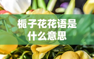 栀子花花语是什么意思  第1张