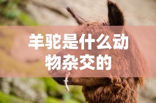 羊驼是什么动物杂交的  第1张