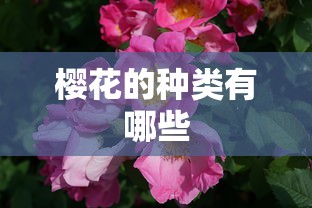 樱花的种类有哪些  第1张