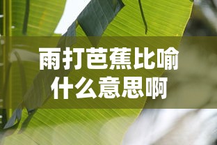 雨打芭蕉比喻什么意思啊  第1张