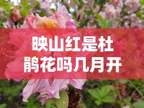 映山红是杜鹃花吗几月开  第1张