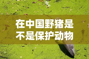 在中国野猪是不是保护动物  第1张