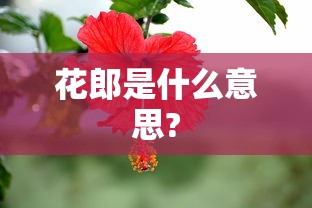 花郎是什么意思?  第1张