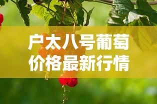 户太八号葡萄价格最新行情  第1张