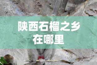 陕西石榴之乡在哪里  第1张