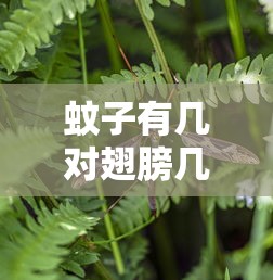 蚊子有几对翅膀几条腿  第1张