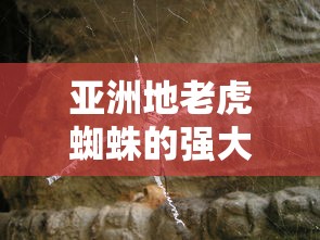 亚洲地老虎蜘蛛的强大种类  第1张