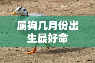属狗几月份出生最好命  第1张
