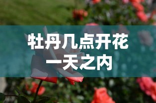 牡丹几点开花一天之内  第1张
