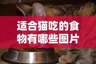 适合猫吃的食物有哪些图片  第1张