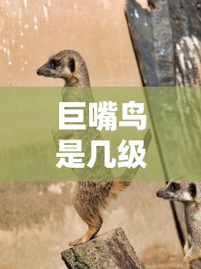 巨嘴鸟是几级保护动物吗  第1张